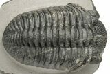 Large Phacopid (Drotops) Trilobite - Nice Eye Facets #235807-1